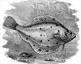 Flounder, Platichthys flesus, a flatfish from the coastal waters of Europe, illustration from 1880,