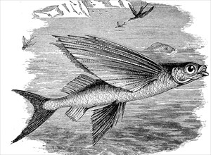 Flying fish, Exocoetidae, bony fish from the order of garfish, illustration from 1880, historical,