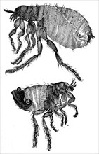 Human flea, female (top) and male (bottom), Pulex irritans, illustration from 1890, historical,