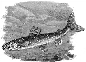 Salvelinus umbla, also known as Arctic char, is a species of char that is found in certain lakes in