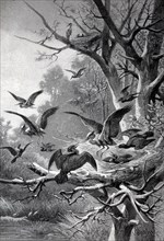 Cormorants attacking the nest of a heron, illustration from 1895, historical, digital reproduction