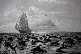 In the Strait of Gibraltar a sailing ship sails through a large group of dolphins, historical,