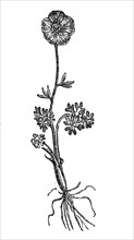 Glacier buttercup, Ranunculus glacialis, illustration from 1890, historical, digital reproduction