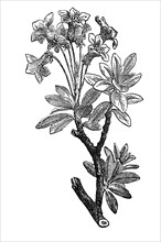 Rusty-leaved alpenrose, Rhododendron ferrugineum, also known as rusty-red alpine rose, illustration