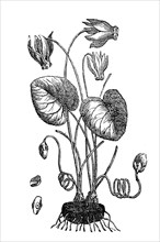 Cyclamen purpurascens, yclamen purpurascens, also known as wild cyclamen, illustration from 1890,