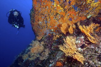 Diver Diver looking at illuminated dives along rock face Steep face of reef Rock reef Rock overhang