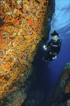 Diver Diver looking at illuminated dives along overhanging rock face cliff overhang of reef rock