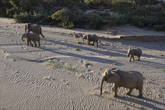 Desert elephants (Loxodonta africana) in the Hoanib dry river, Kaokoveld, Kunene region, Namibia,