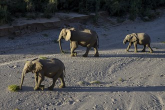 Desert elephants (Loxodonta africana) in the Hoanib dry river, Kaokoveld, Kunene region, Namibia,