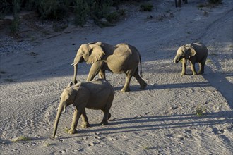 Desert elephants (Loxodonta africana) in the Hoanib dry river, Kaokoveld, Kunene region, Namibia,