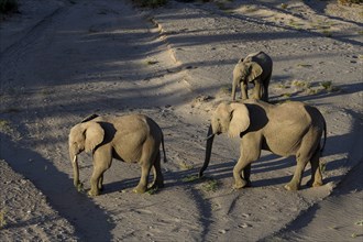 Desert elephants (Loxodonta africana) in the Hoanib dry river, Kaokoveld, Kunene region, Namibia,