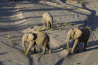 Desert elephants (Loxodonta africana) in the Hoanib dry river, Kaokoveld, Kunene region, Namibia,