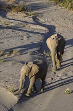 Desert elephants (Loxodonta africana) in the Hoanib dry river, Kaokoveld, Kunene region, Namibia,