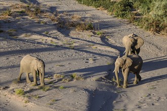 Desert elephants (Loxodonta africana) in the Hoanib dry river, Kaokoveld, Kunene region, Namibia,