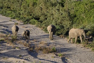 Desert elephants (Loxodonta africana) in the Hoanib dry river, Kaokoveld, Kunene region, Namibia,