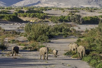 Desert elephants (Loxodonta africana) in the Hoanib dry river, Kaokoveld, Kunene region, Namibia,