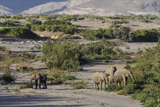 Desert elephants (Loxodonta africana) in the Hoanib dry river, Kaokoveld, Kunene region, Namibia,