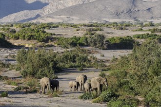 Desert elephants (Loxodonta africana) in the Hoanib dry river, Kaokoveld, Kunene region, Namibia,