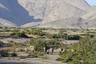 Desert elephants (Loxodonta africana) in the Hoanib dry river, Kaokoveld, Kunene region, Namibia,