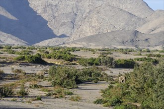 Desert elephants (Loxodonta africana) in the Hoanib dry river, Kaokoveld, Kunene region, Namibia,