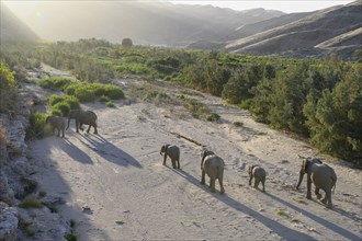 Desert elephants (Loxodonta africana) in the Hoanib dry river, Kaokoveld, Kunene region, Namibia,