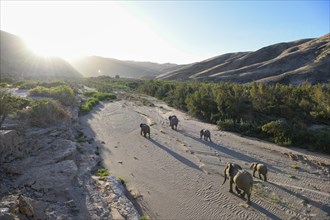 Desert elephants (Loxodonta africana) in the Hoanib dry river, Kaokoveld, Kunene region, Namibia,