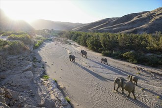 Desert elephants (Loxodonta africana) in the Hoanib dry river, Kaokoveld, Kunene region, Namibia,