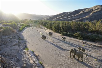 Desert elephants (Loxodonta africana) in the Hoanib dry river, Kaokoveld, Kunene region, Namibia,