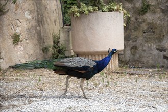 A indian peafowl (Pavo cristatus) struts in the courtyard of the citadel of Saint Tropez,