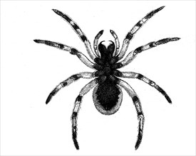 Hogna radiata, web spider from the wolf spider family, underside, illustration from 1890,