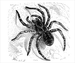 Hogna radiata, web spider from the wolf spider family, back, illustration from 1890, historical,