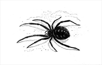 European or Mediterranean black widow, Latrodectus tredecimguttatus, Malmignatte or Karakur, a