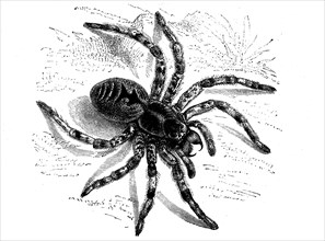 Lycosa tarantula, Lycosa tarantula, syn.: Lycosa tarentula, a species of true web spider,