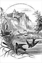 Sand martin, Riparia riparia, also Rhine swallow, bird species of the swallow family, illustration