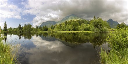 Water reflection in the moor pond, behind it the Schattenberg, near Oberstdorf, Oberallgäu, Allgäu,