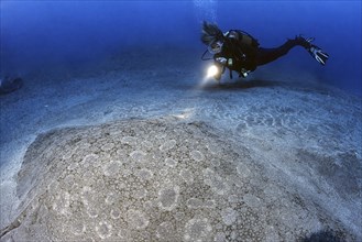 Diver diver looking at swims in front of illuminated large butterfly ray (Gymnura altavela) giant