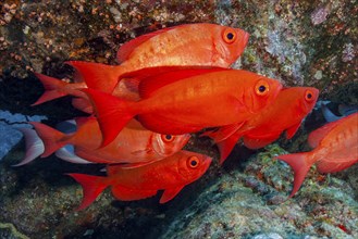 Shoal Common common bigeye (Priacanthus hamrur) Shoal of fish in red colour swims densely packed in