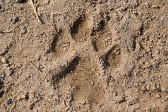 Lion track (Panthera leo) in the Hoanib dry river, female animal, Kaokoveld, Kunene region,