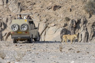 Tourists observing desert lioness (Panthera leo) in the Hoanib dry river, female animal, Kaokoveld,