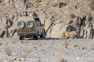 Tourists observing desert lioness (Panthera leo) in the Hoanib dry river, female animal, Kaokoveld,