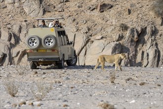 Tourists observing desert lioness (Panthera leo) in the Hoanib dry river, female animal, Kaokoveld,