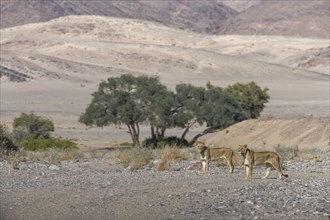 Desert lions (Panthera leo) in the Hoanib dry river, females, Kaokoveld, Kunene region, Namibia,