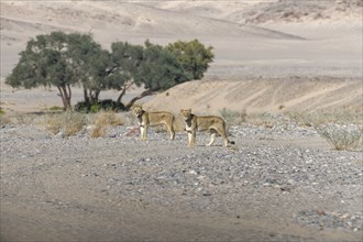 Desert lions (Panthera leo) in the Hoanib dry river, females, Kaokoveld, Kunene region, Namibia,