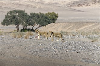 Desert lions (Panthera leo) in the Hoanib dry river, females, Kaokoveld, Kunene region, Namibia,