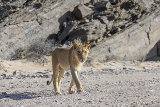 Young desert lion (Panthera leo) in the Hoanib dry river, male animal, Kaokoveld, Kunene region,