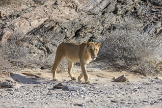 Young desert lion (Panthera leo) in the Hoanib dry river, male animal, Kaokoveld, Kunene region,