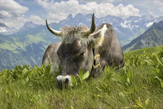 Allgäu brown cattle (Bos primigenius taurus) on the Fellhorn, behind them the Allgäu main ridge