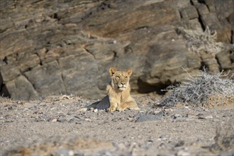 Young desert lion (Panthera leo) in the Hoanib dry river, male animal, Kaokoveld, Kunene region,