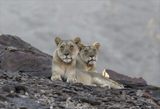 Desert lions (Panthera leo) on a rock in the Hoanib dry river, females, Kaokoveld, Kunene region,