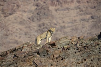 Desert lion (Panthera leo) on a rock in the Hoanib dry river, male animal, Kaokoveld, Kunene